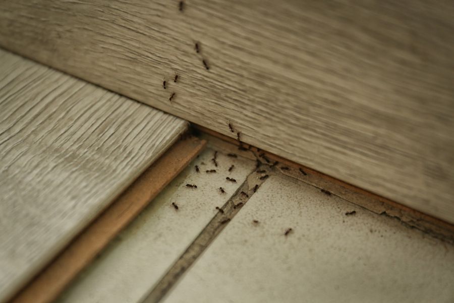 Carpenter ant extermination by Panther Pest Control LLC