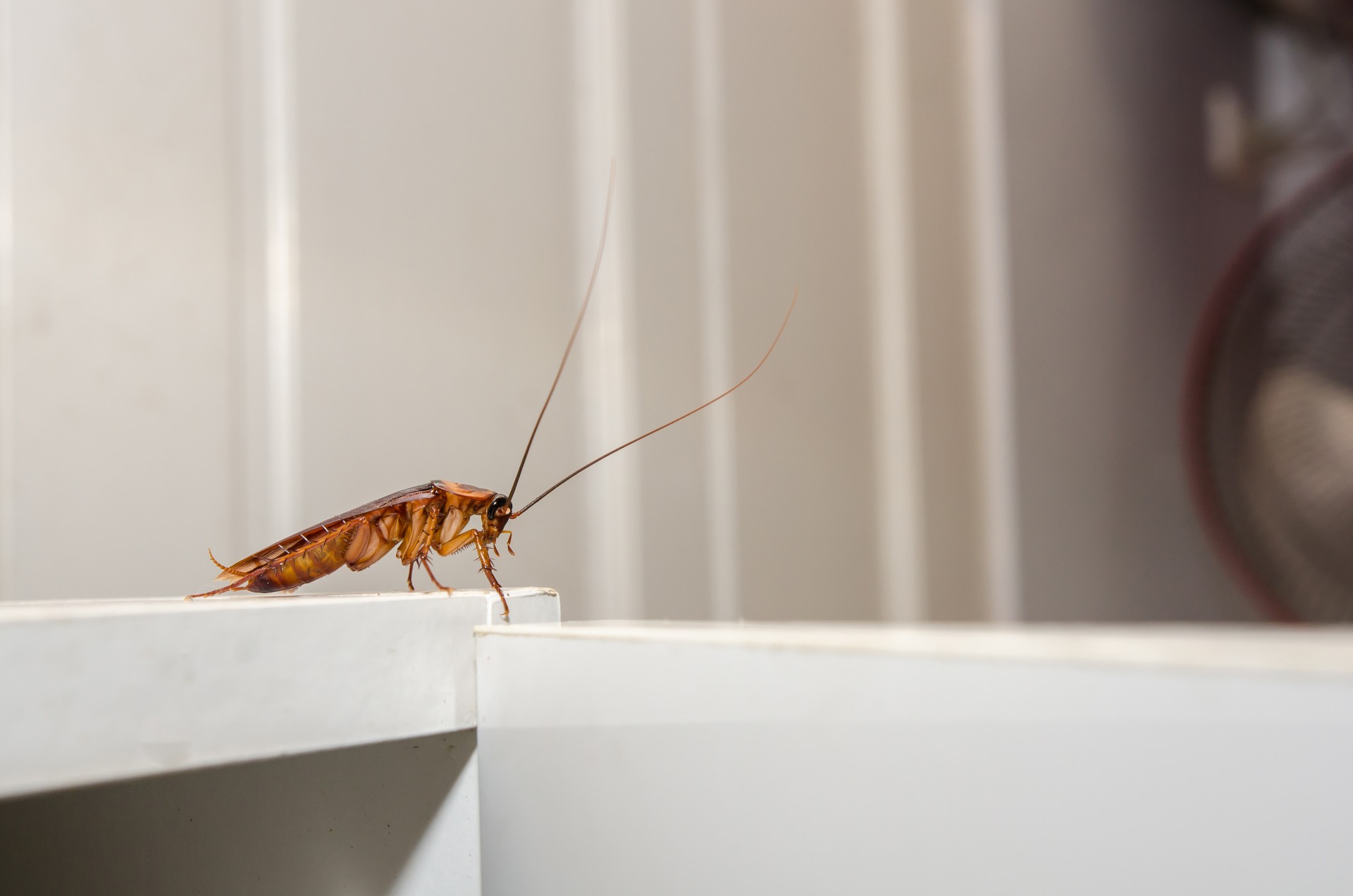 Cockroach Extermination by Panther Pest Control LLC