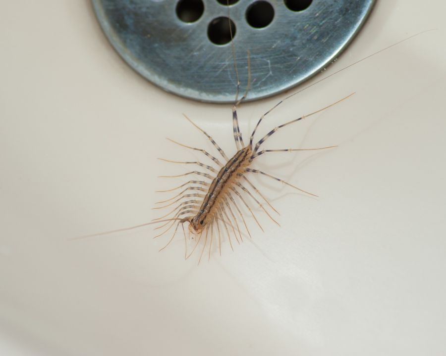 Centipede and millipede control by Panther Pest Control LLC