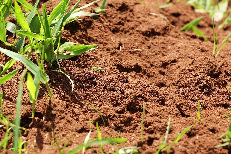 Fire Ant Extermination by Panther Pest Control LLC