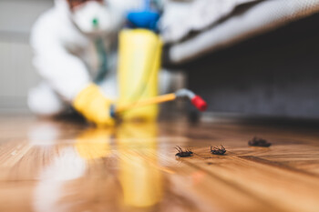 Cockroach Extermination in Greenville, South Carolina by Panther Pest Control LLC