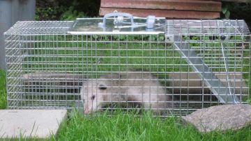 Possum Control in Greenville and Raccoon Removal
