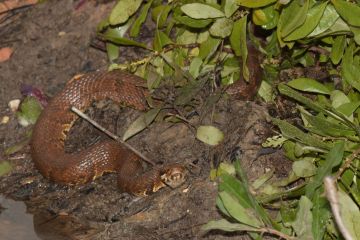 Snake Removal