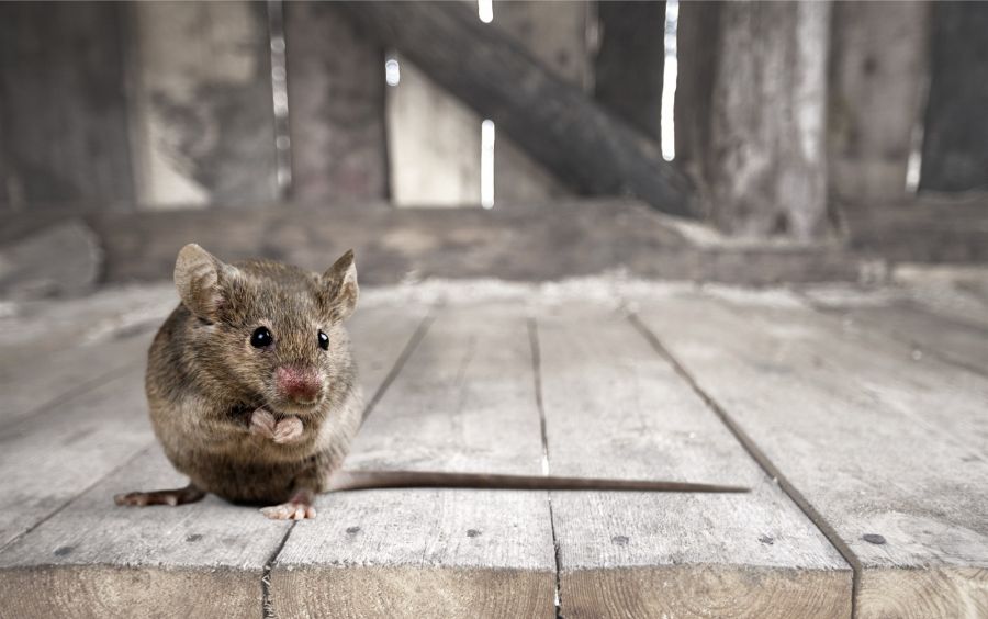 Rodent Exclusion by Panther Pest Control LLC