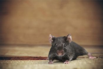 Rodent Exclusion in Greenville, South Carolina by Panther Pest Control LLC