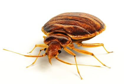 Bed bug extermination by Panther Pest Control LLC