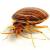 Tigerville Bedbug Extermination by Panther Pest Control LLC