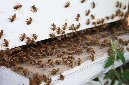 Bee removal by Panther Pest Control LLC
