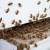 Tigerville Bee Control by Panther Pest Control LLC