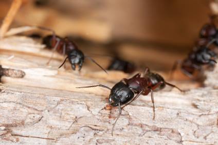 Carpenter ant extermination by Panther Pest Control LLC