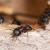 Tigerville Ant Extermination by Panther Pest Control LLC
