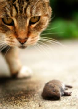Rodent control by Panther Pest Control LLC
