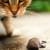 Tigerville Mice & Rat Control by Panther Pest Control LLC
