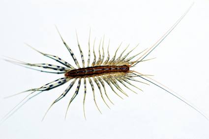 Centipede and millipede control by Panther Pest Control LLC
