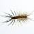 Tigerville Centipedes & Millipedes by Panther Pest Control LLC