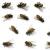 Tigerville Pest Control by Panther Pest Control LLC