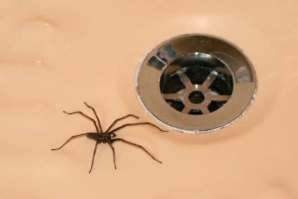 Insect & spider control by Panther Pest Control LLC