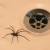 Tigerville Insects & Spiders by Panther Pest Control LLC