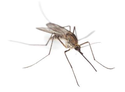 Mosquito & Tick Control by Panther Pest Control LLC