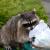 Tigerville Wild Animal Control by Panther Pest Control LLC