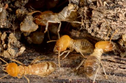 Termite control by Panther Pest Control LLC