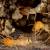 Tigerville Termite Control by Panther Pest Control LLC