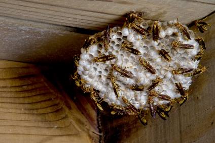 Hornet & Wasp control by Panther Pest Control LLC