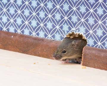 Mice Extermination in Greenville by Panther Pest Control LLC