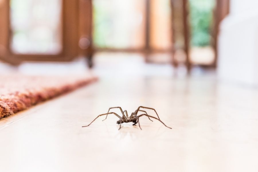 Insect & spider control by Panther Pest Control LLC