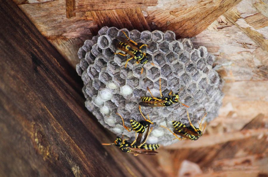 Hornet & Wasp control by Panther Pest Control LLC