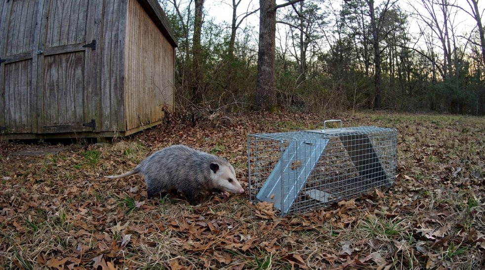 Possum approaching a live trap beside a wooden shed in a wooded yard